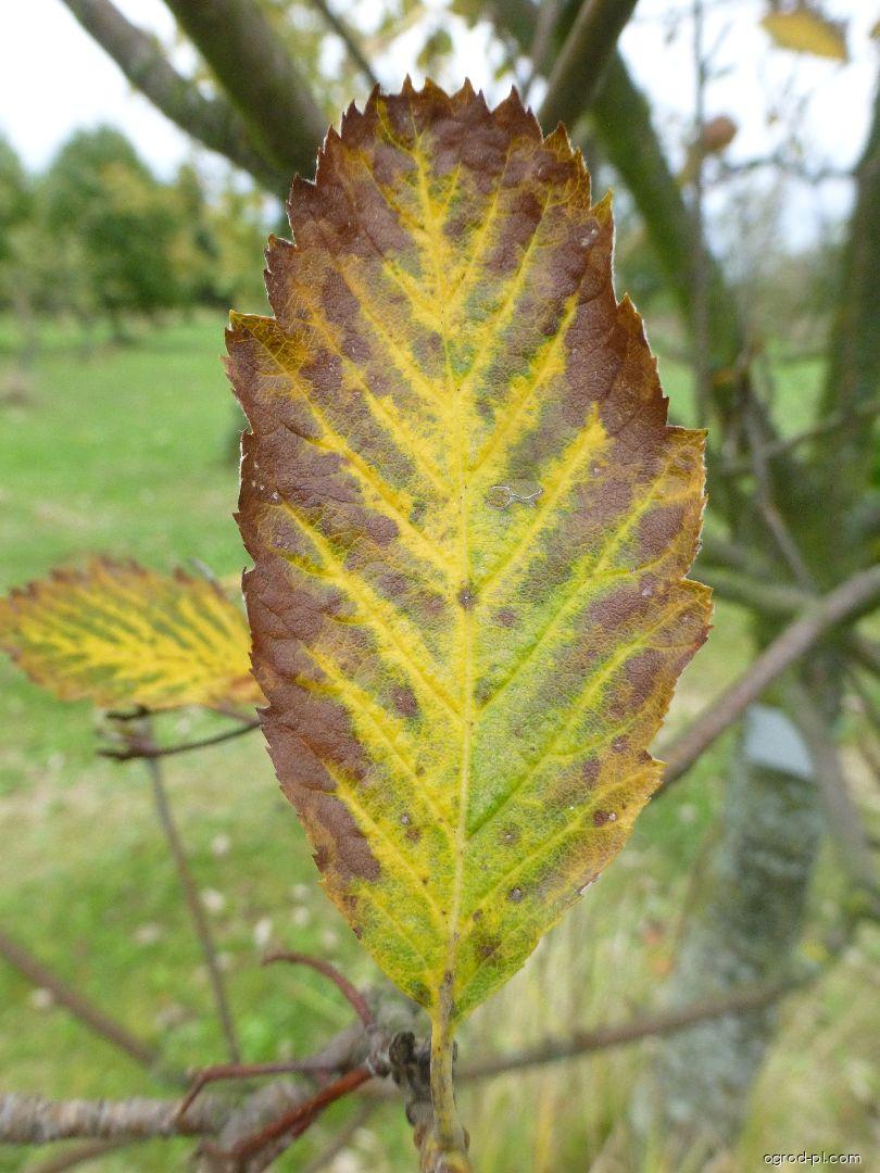 Sorbus mougeotii Soy-Will. et Godr. (jarząb górski) Sorbus mougeotii Soy-Will. et Godr. (jarząb górski)