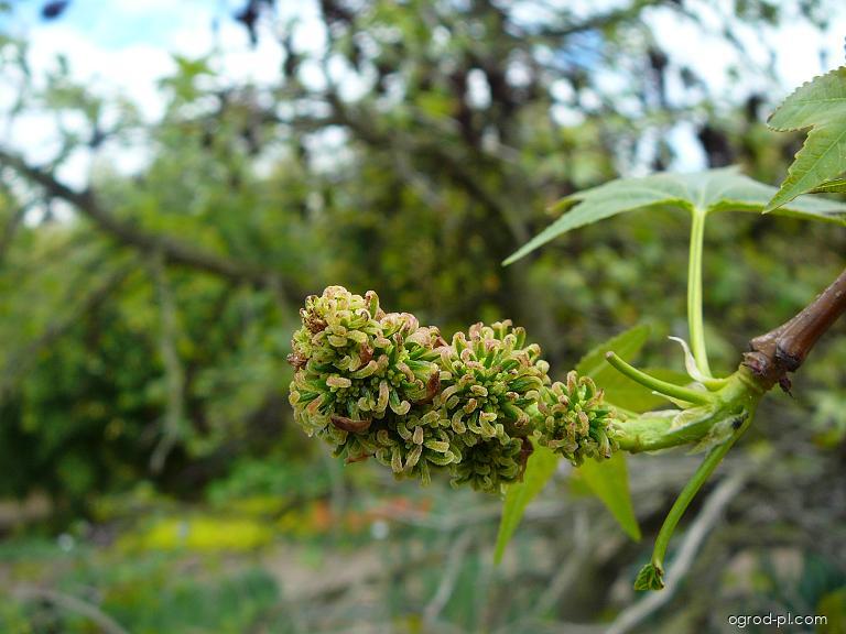 Liquidambar styraciflua L. (Ambrowiec balsamiczny) Liquidambar styraciflua L. (Ambrowiec balsamiczny)