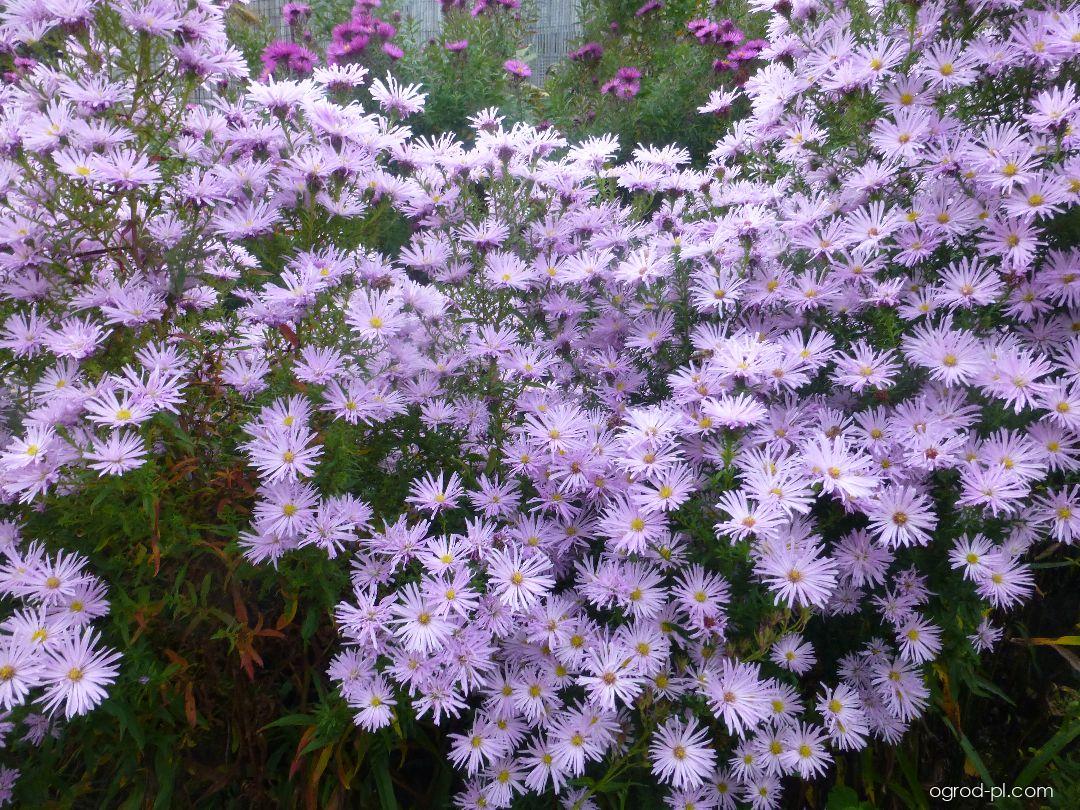 Symphyotrichum novi-belgii Rosenquarz (aster nowobelgijski) Symphyotrichum novi-belgii Rosenquarz (aster nowobelgijski)