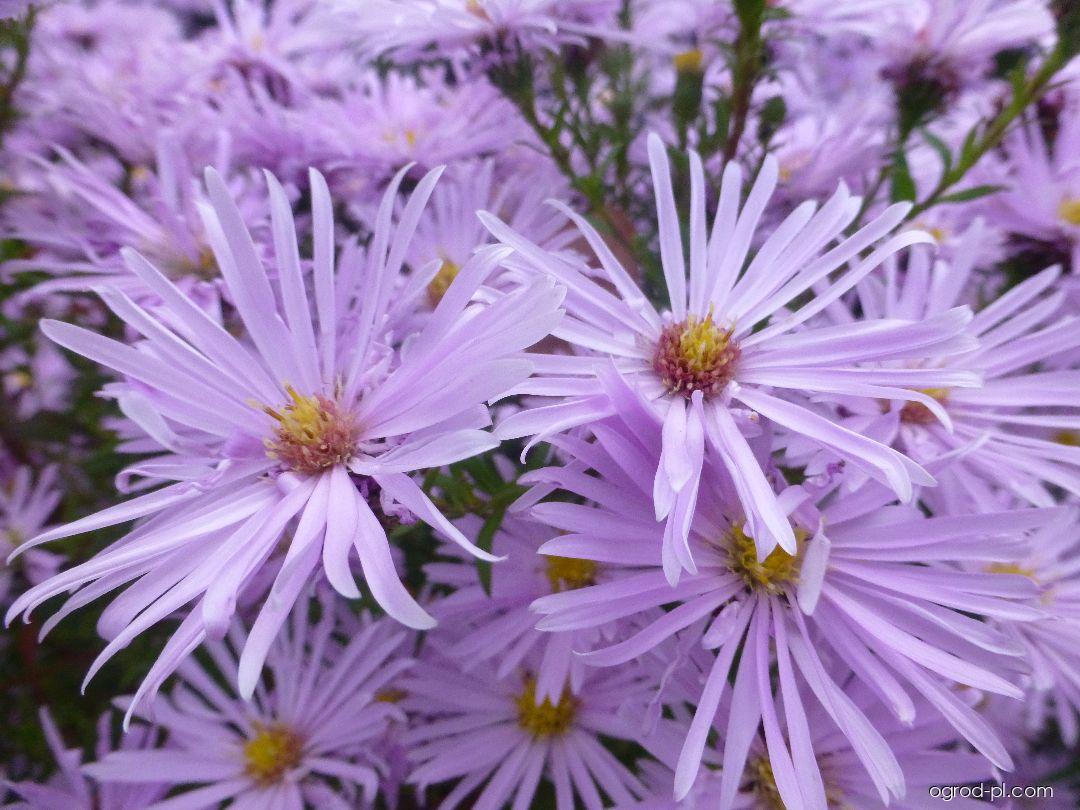 Symphyotrichum novi-belgii Rosenquarz (aster nowobelgijski) Symphyotrichum novi-belgii Rosenquarz (aster nowobelgijski)