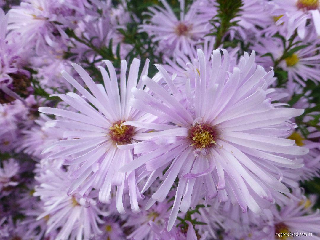 Symphyotrichum novi-belgii Rosenquarz (aster nowobelgijski) Symphyotrichum novi-belgii Rosenquarz (aster nowobelgijski)