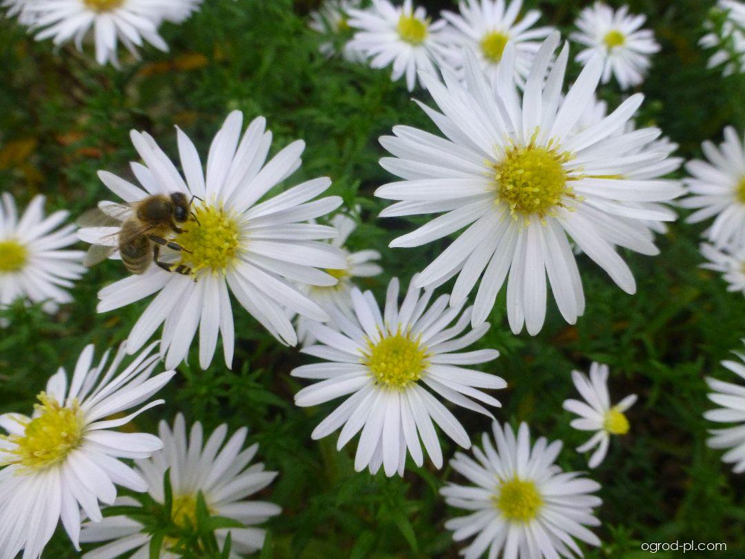 Aster dumosus Silberball (aster krzaczasty) Aster dumosus Silberball (aster krzaczasty)