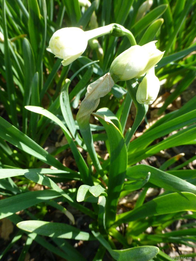 Narcissus Sir Winston Churchill (narcyz) Narcissus Sir Winston Churchill (narcyz)