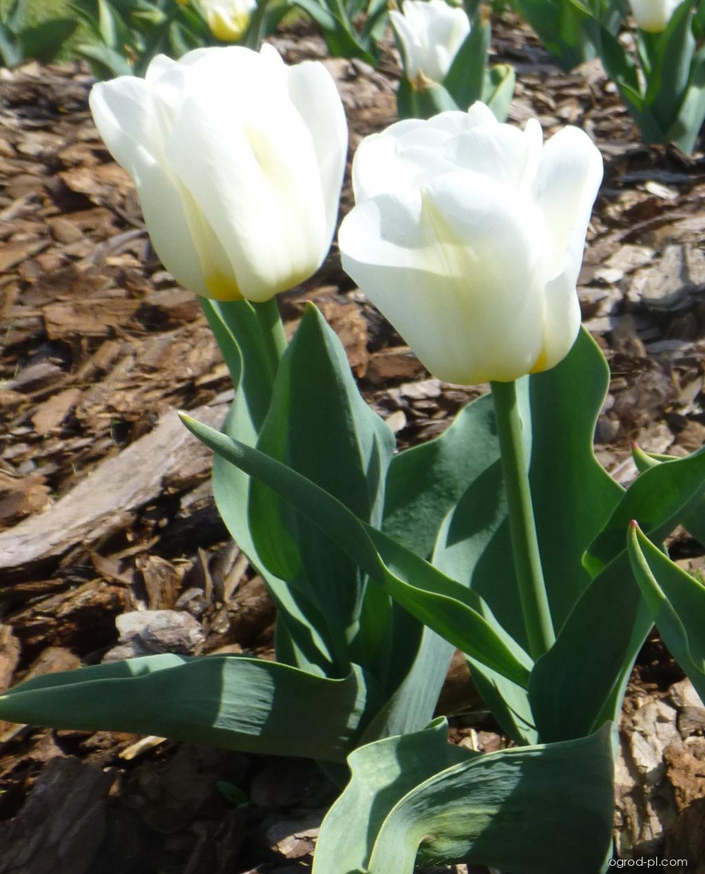 Narcissus Calgary (narcyz) Narcissus Calgary (narcyz)