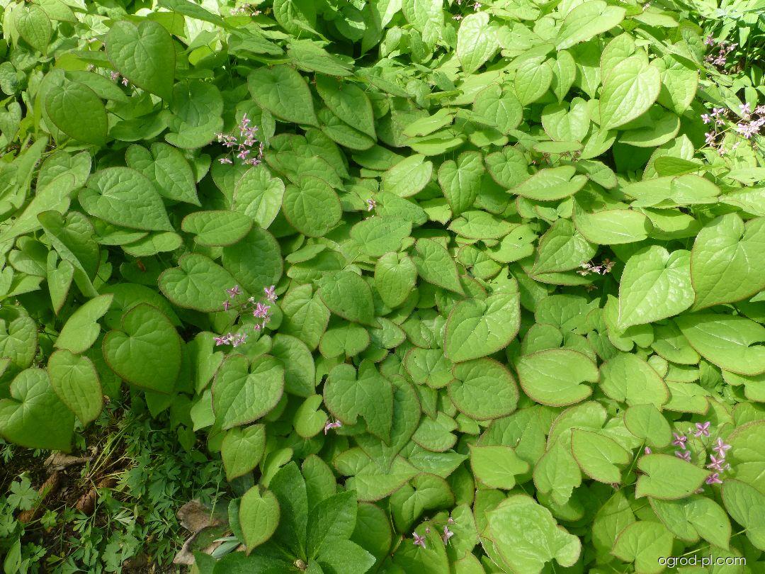 Epimedium x rubrum Sweetheart (epimedium czerwone) Epimedium x rubrum Sweetheart (epimedium czerwone)