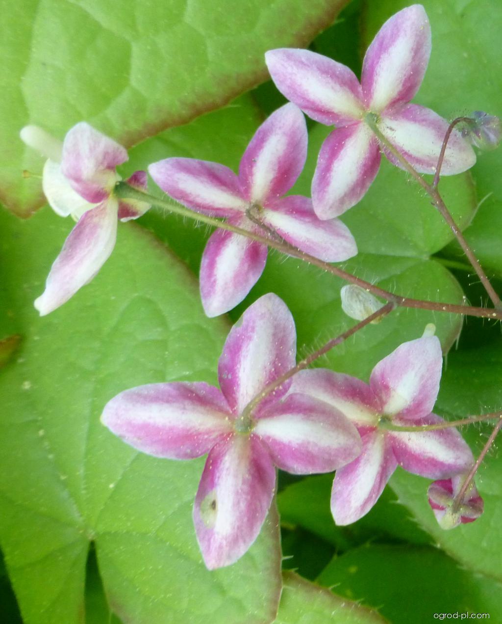 Epimedium x rubrum Sweetheart (epimedium czerwone) Epimedium x rubrum Sweetheart (epimedium czerwone)