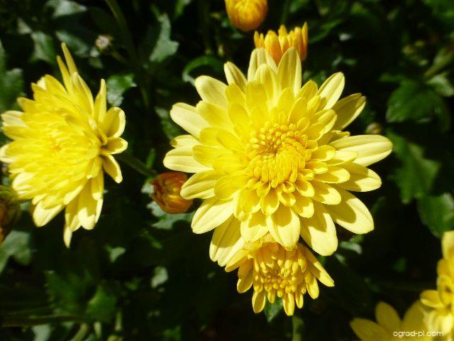 Chrysanthemum x morifolium Stáza (chryzantema ogrodowa) Chrysanthemum x morifolium Stáza (chryzantema ogrodowa)