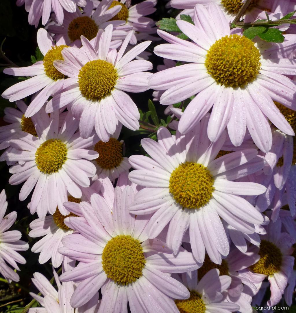 Chrysanthemum x morifolium Aunt Millicent (chryzantema ogrodowa) Chrysanthemum x morifolium Aunt Millicent (chryzantema ogrodowa)
