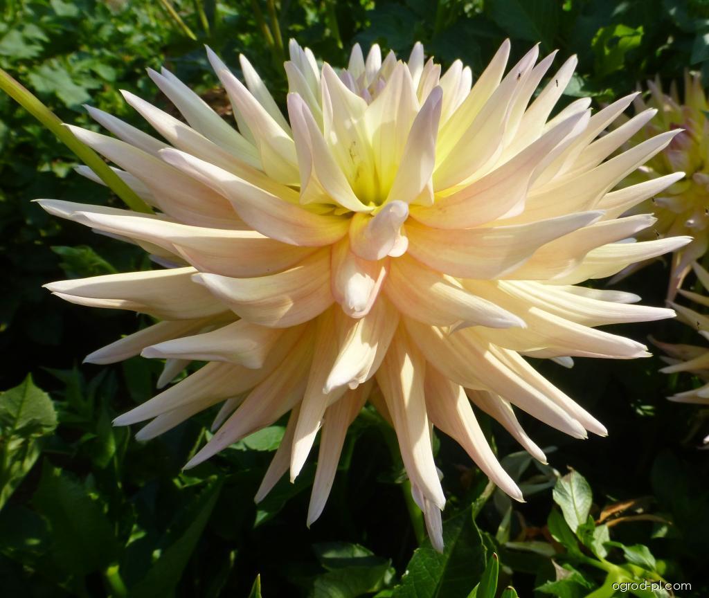 Dahlia Clearview Louise (dalia) Dahlia Clearview Louise (dalia)