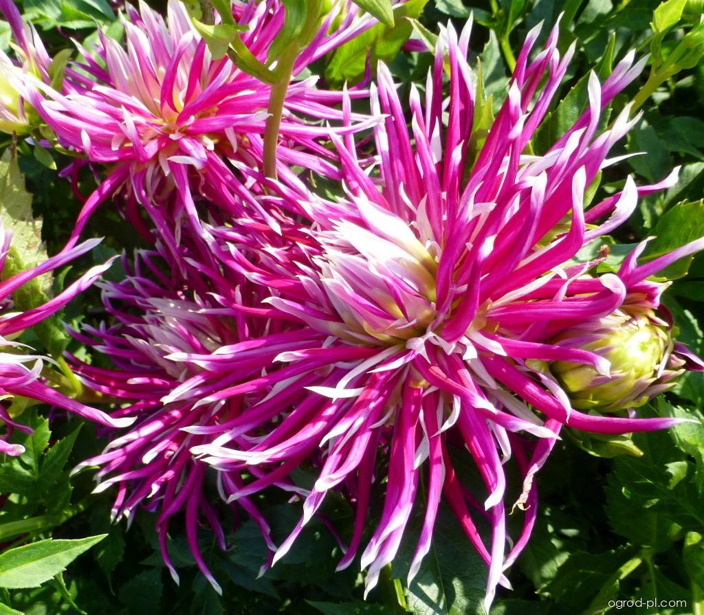 Dahlia Hollyhill Spiderwoman (dalia) Dahlia Hollyhill Spiderwoman (dalia)