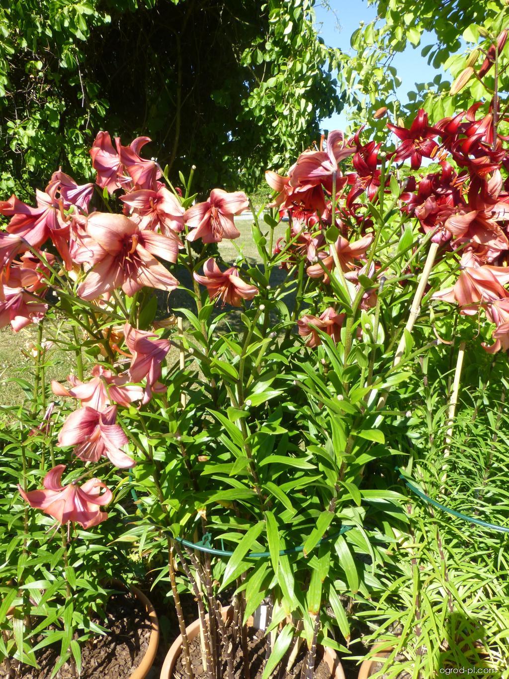 Lilium x hybridum Pearl Lorraine (lilia) Lilium x hybridum Pearl Lorraine (lilia)