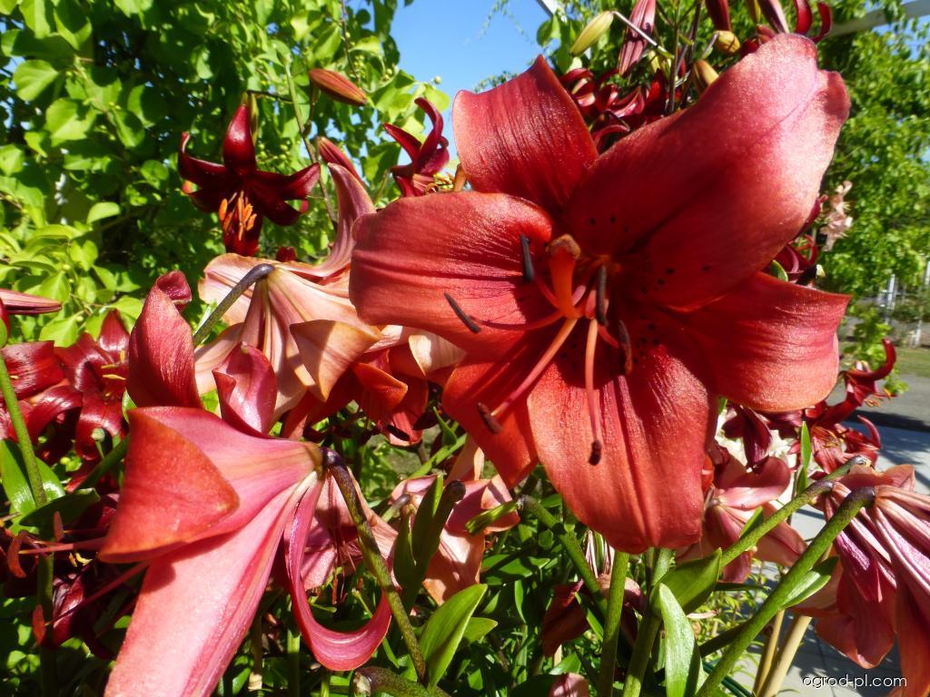 Lilium x hybridum Pearl Lorraine (lilia) Lilium x hybridum Pearl Lorraine (lilia)