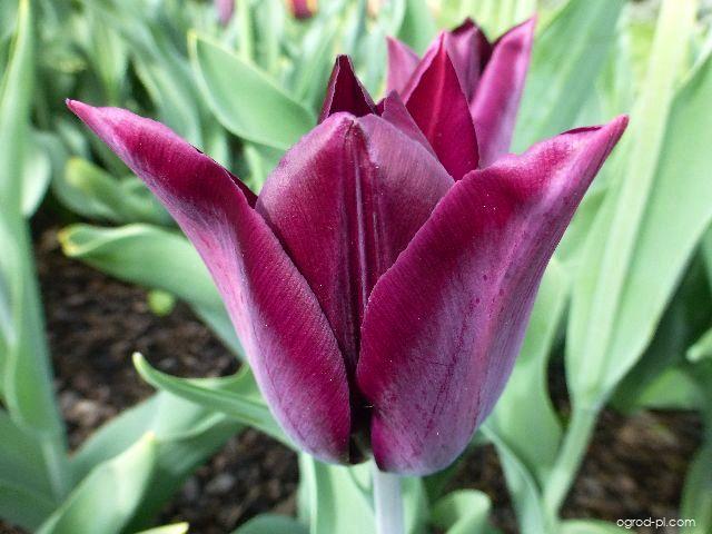 Tulipa Havran (tulipan) Tulipa Havran (tulipan)