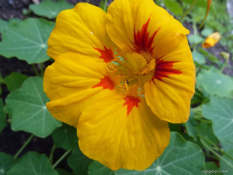 Tropaeolum majus L. (nasturcja większa) Tropaeolum majus L. (nasturcja większa)