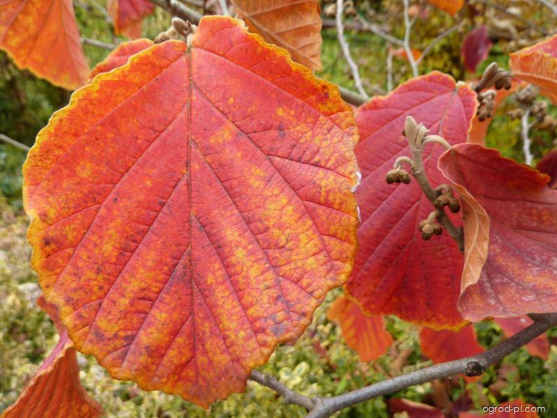 Hamamelis x intermedia Rehder (Oczar pośredni) Hamamelis x intermedia Rehder (Oczar pośredni)