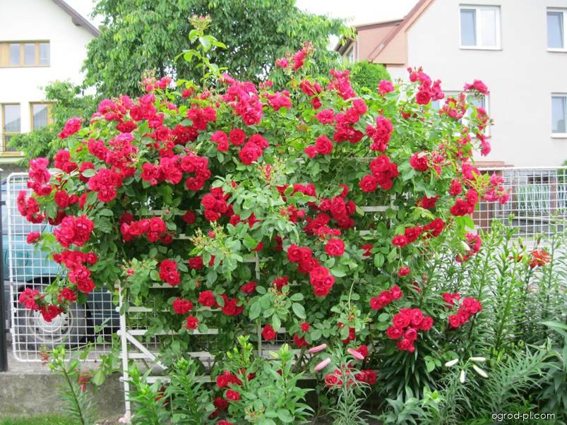 Rosa Sympathie (róża) Rosa Sympathie (róża)