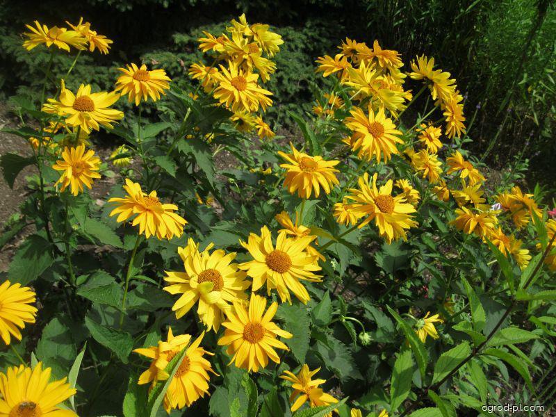 Heliopsis helianthoides var. scabra (DUN.) FERN. (słoneczniczek szorstki) Heliopsis helianthoides var. scabra (DUN.) FERN. (słoneczniczek szorstki)