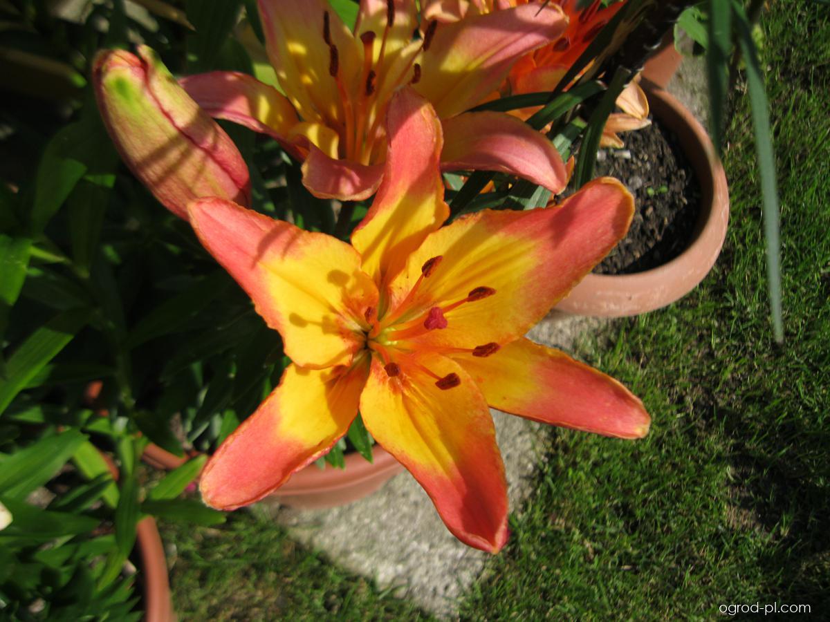 Lilium x hybridum Lady Like (lilia) Lilium x hybridum Lady Like (lilia)