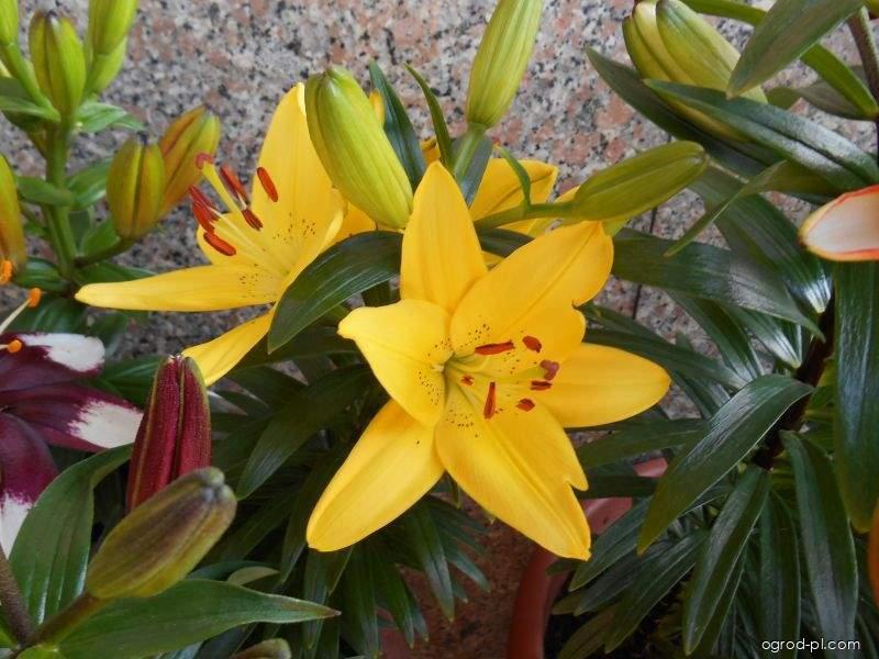 Lilium x hybridum Tiny Bee (lilia) Lilium x hybridum Tiny Bee (lilia)