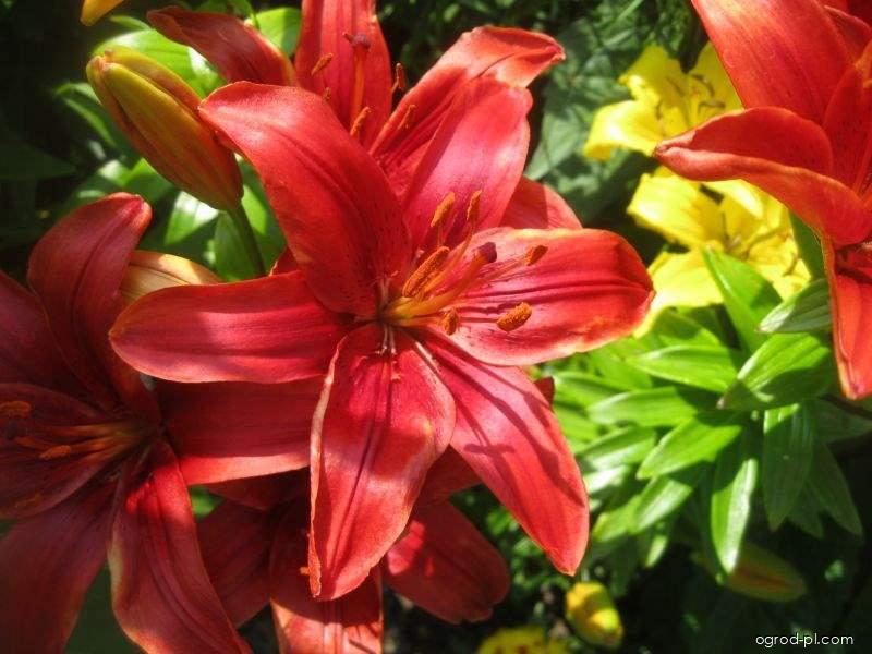Lilium x hybridum Tiny Hope (lilia) Lilium x hybridum Tiny Hope (lilia)