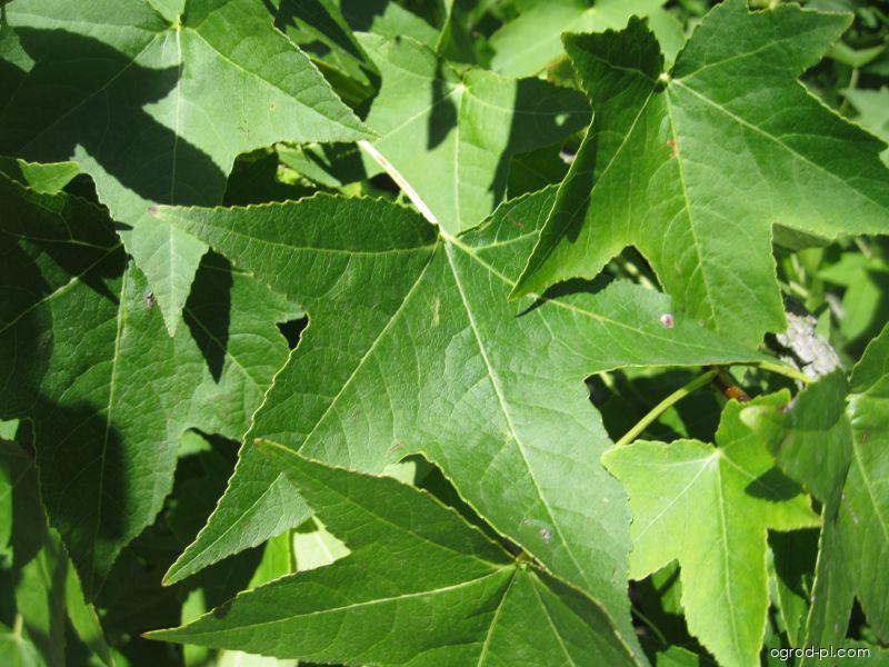 Liquidambar styraciflua L. (Ambrowiec balsamiczny) Liquidambar styraciflua L. (Ambrowiec balsamiczny)