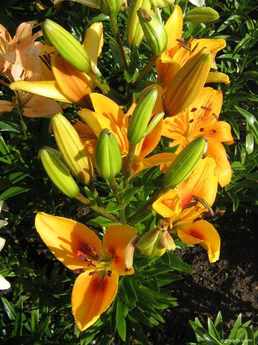 Lilium x hybridum Cheops (lilia) Lilium x hybridum Cheops (lilia)