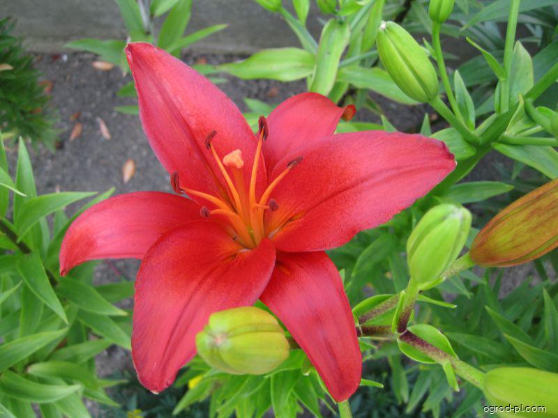 Lilium x hybridum Detroit (lilia) Lilium x hybridum Detroit (lilia)