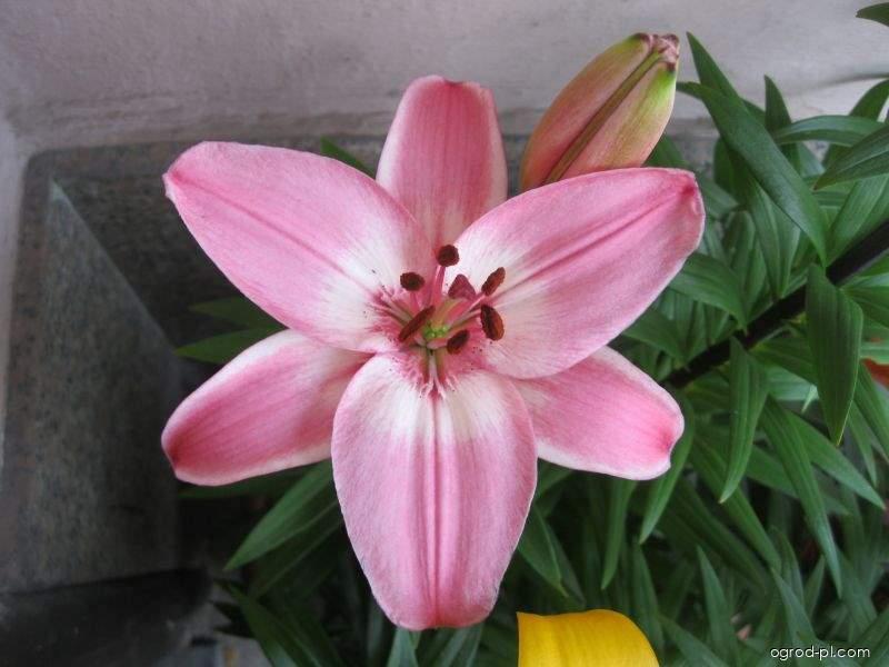 Lilium x hybridum Levi (lilia) Lilium x hybridum Levi (lilia)