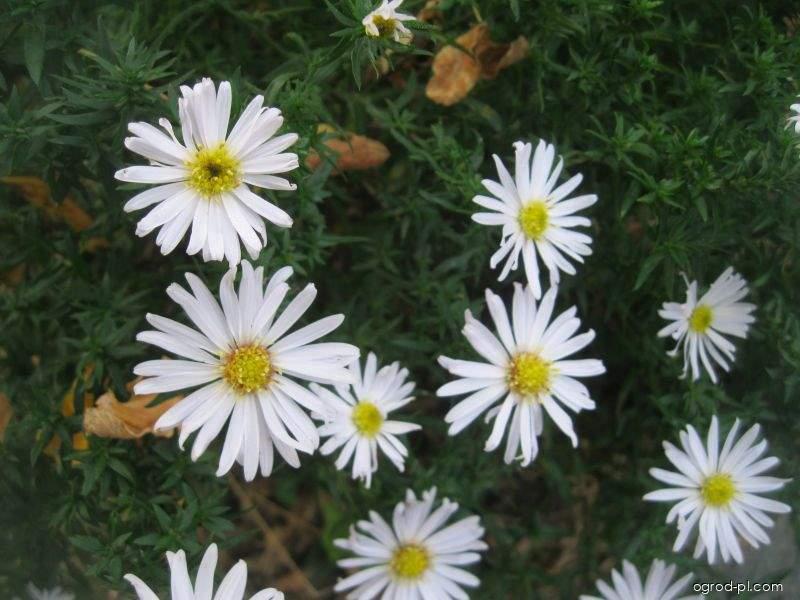 Aster dumosus Silberball (aster krzaczasty) Aster dumosus Silberball (aster krzaczasty)