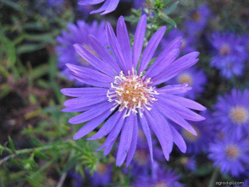 Symphyotrichum novi-belgii Fuldatal (aster nowobelgijski) Symphyotrichum novi-belgii Fuldatal (aster nowobelgijski)