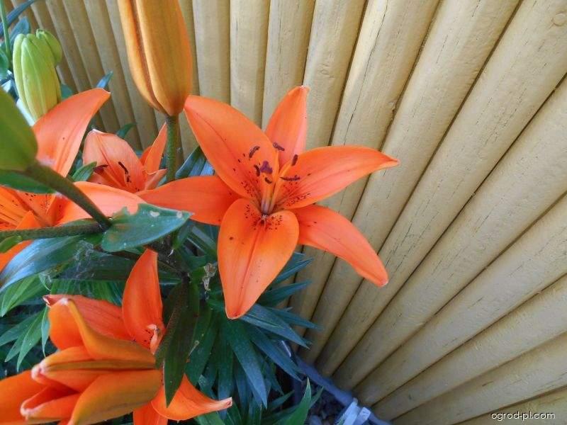Lilium x hybridum Tresor (lilia) Lilium x hybridum Tresor (lilia)