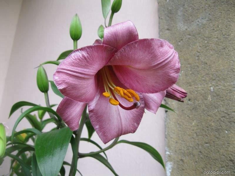 Lilium x hybridum Pink Perfection (lilia) Lilium x hybridum Pink Perfection (lilia)