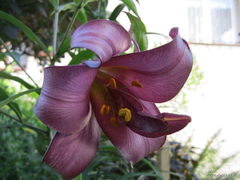 Lilium x hybridum Pink Perfection (lilia) Lilium x hybridum Pink Perfection (lilia)