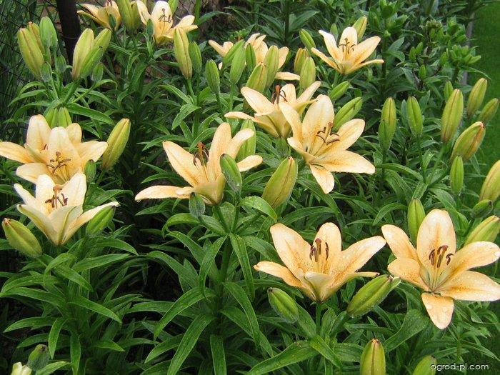 Lilium x hybridum Ballroom (lilia) Lilium x hybridum Ballroom (lilia)