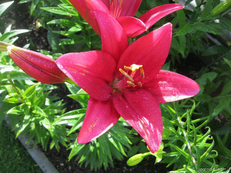 Lilium x hybridum Sulpice (lilia) Lilium x hybridum Sulpice (lilia)