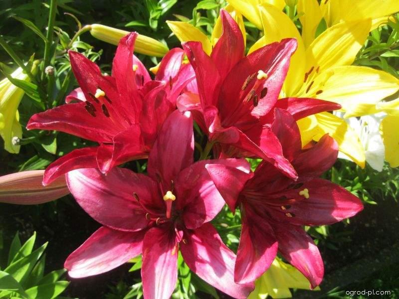 Lilium x hybridum Sulpice (lilia) Lilium x hybridum Sulpice (lilia)