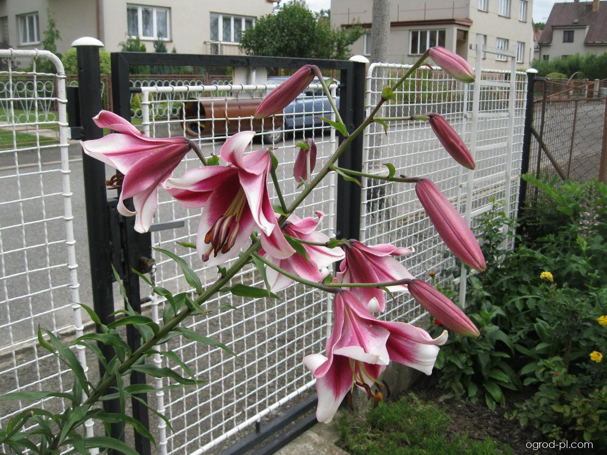 Lilium x hybridum Friso (lilia) Lilium x hybridum Friso (lilia)