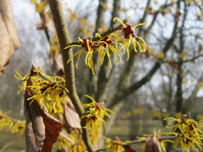 Hamamelis japonica (oczar japoński ) Hamamelis japonica (oczar japoński )
