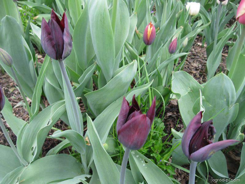 Tulipa Havran (tulipan) Tulipa Havran (tulipan)