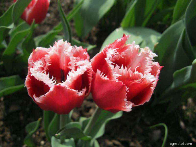 Tulipa Canasta (tulipan) Tulipa Canasta (tulipan)