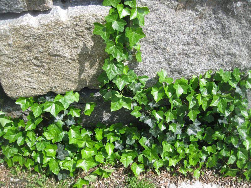 Hedera helix L. (bluszcz pospolity) Hedera helix L. (bluszcz pospolity)
