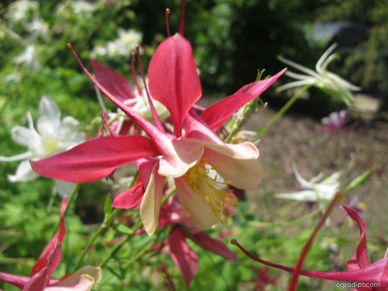 Aquilegia x hybrida Tower Light Pink (orlik mieszańcowy) Aquilegia x hybrida Tower Light Pink (orlik mieszańcowy)