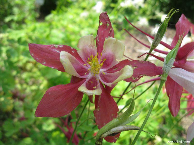 Aquilegia x hybrida Tower Light Pink (orlik mieszańcowy) Aquilegia x hybrida Tower Light Pink (orlik mieszańcowy)