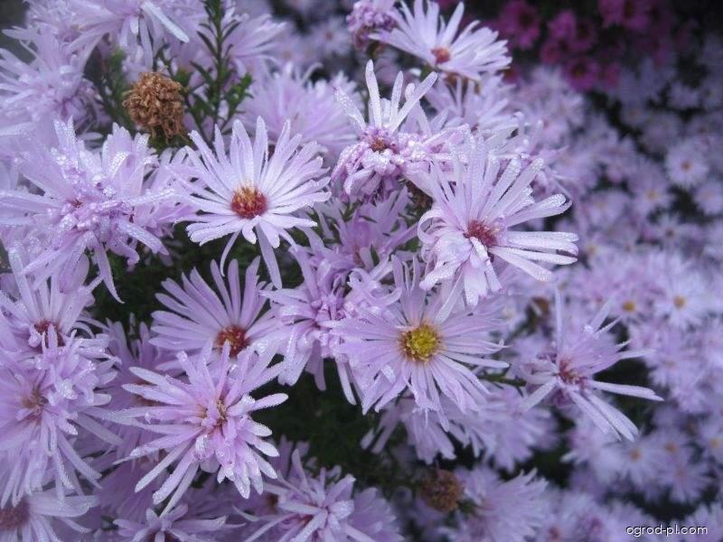 Symphyotrichum novi-belgii Rosenquarz (aster nowobelgijski) Symphyotrichum novi-belgii Rosenquarz (aster nowobelgijski)