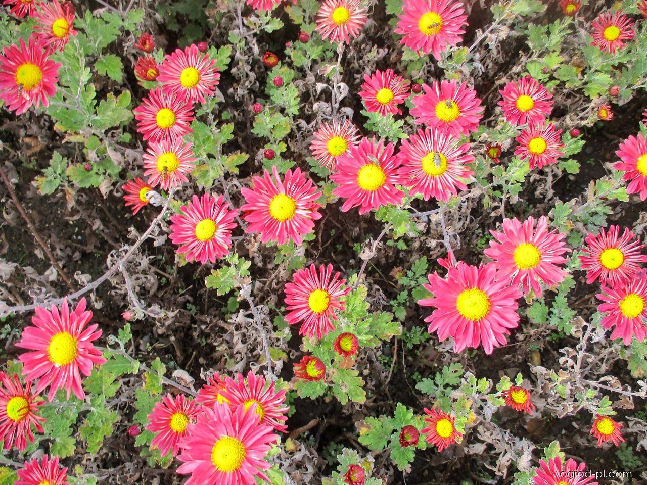 Chrysanthemum x morifolium Mei-kyo (chryzantema ogrodowa) Chrysanthemum x morifolium Mei-kyo (chryzantema ogrodowa)