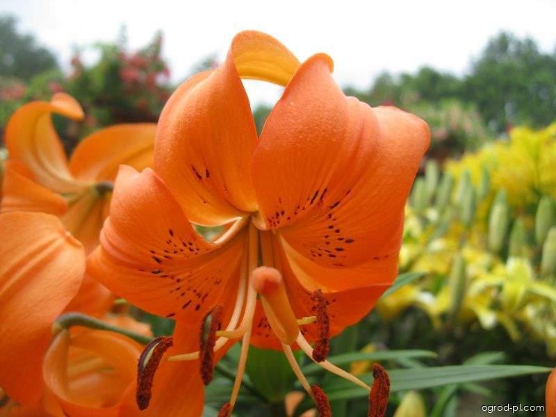 Lilium x hybridum Otava (lilia) Lilium x hybridum Otava (lilia)