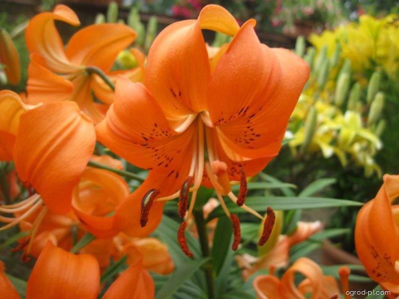 Lilium x hybridum Otava (lilia) Lilium x hybridum Otava (lilia)