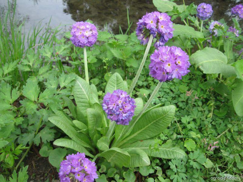 Primula denticulata (pierwiosnek ząbkowany) Primula denticulata (pierwiosnek ząbkowany)
