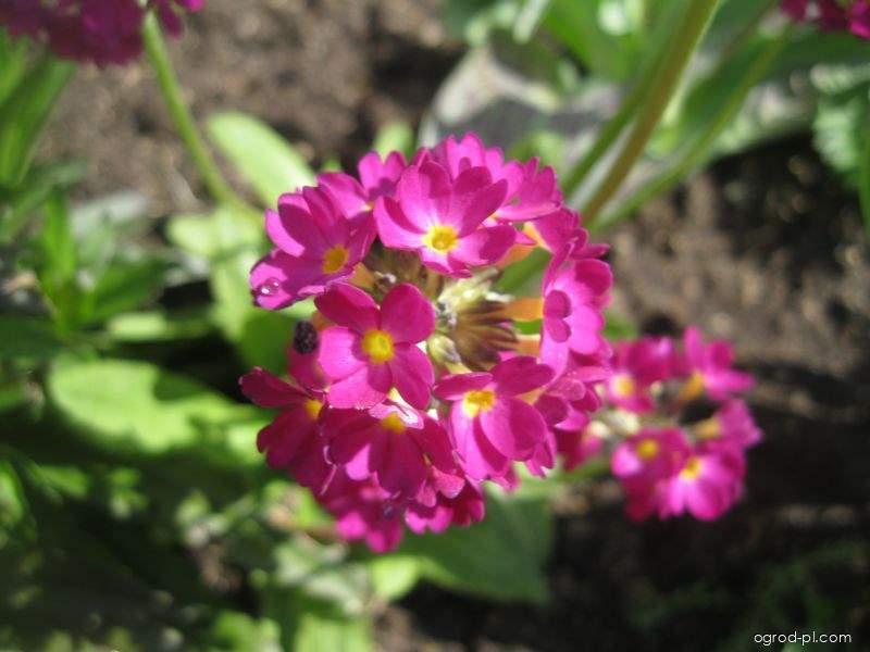 Primula denticulata (pierwiosnek ząbkowany) Primula denticulata (pierwiosnek ząbkowany)