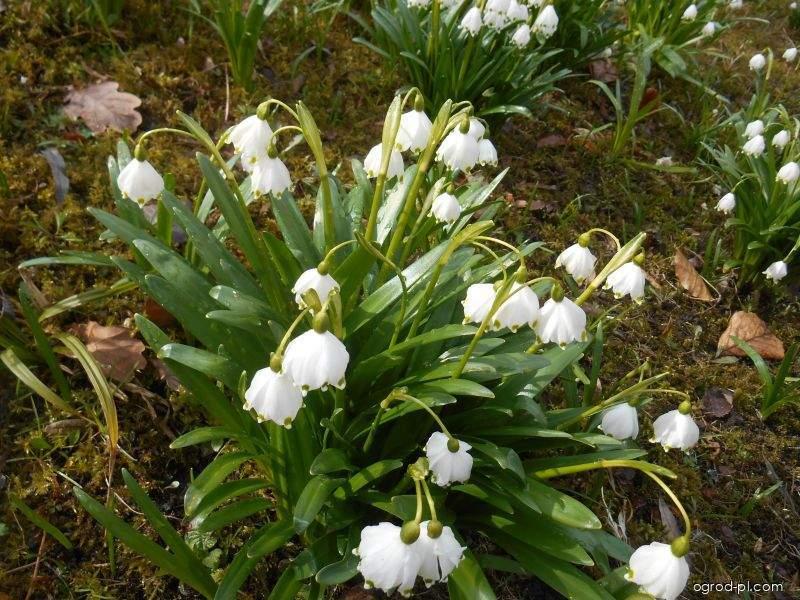 Leucojum vernum L. (śnieżyca wiosenna) Leucojum vernum L. (śnieżyca wiosenna)